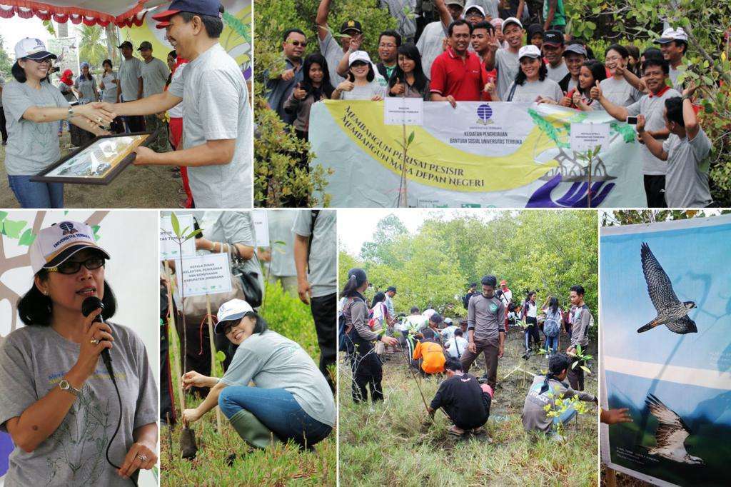 mangrove_zps244b4c71